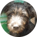 fotograf&iacute;a de un perrito